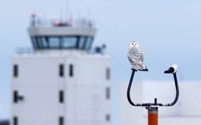 Snowy Owls and other Nuisance Wildlife at Airports